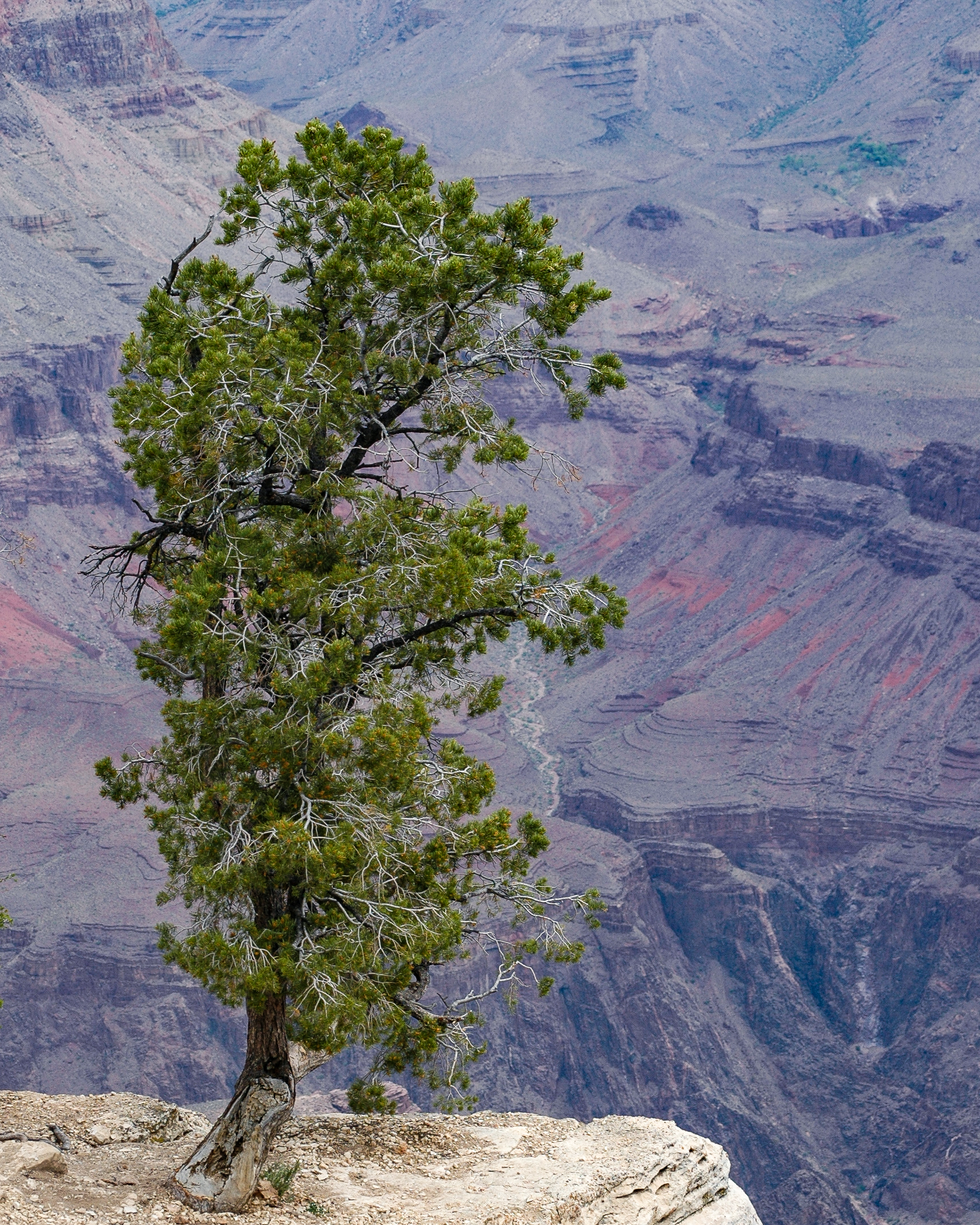 Livin on the Edge - Grand Canyon photograph